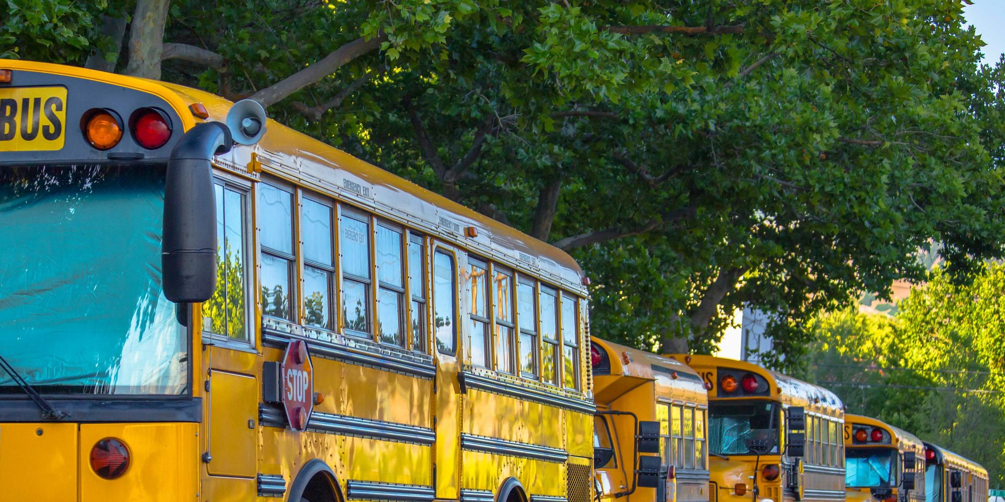 A line of yellow school buses.