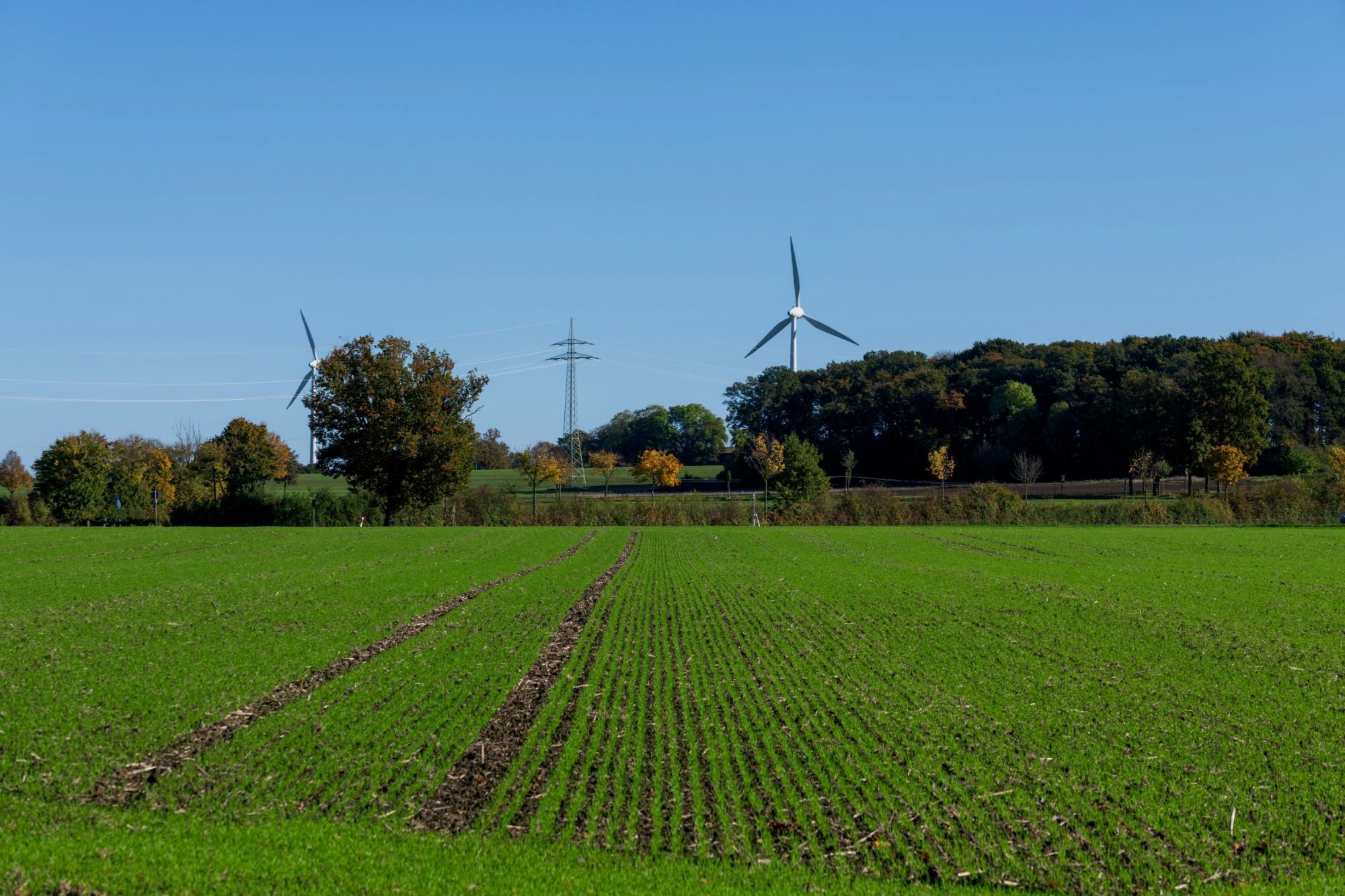 rural power lines cooperative derms